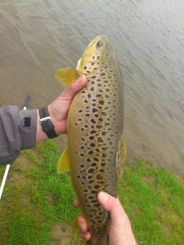 Roll Cast Fly Fishing Guided fly fishing in Derbyshire and Yorkshire